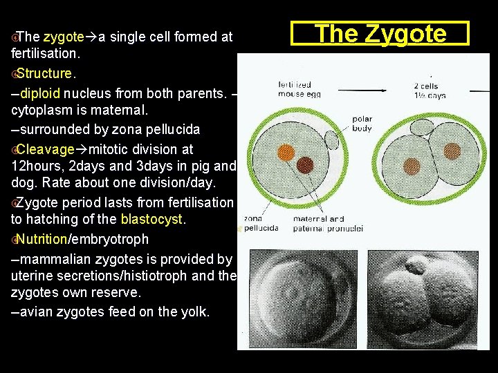  The zygote a single cell formed at fertilisation. Structure. --diploid nucleus from both