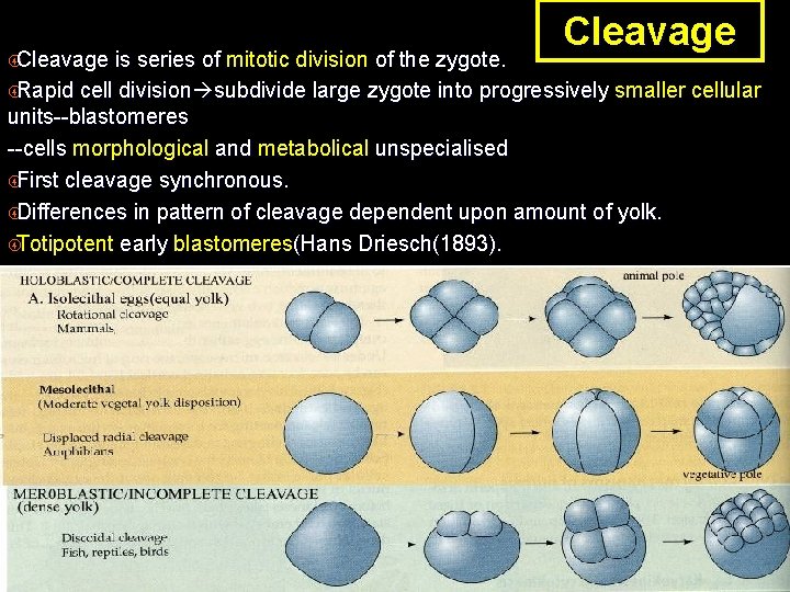  Cleavage is series of mitotic division of the zygote. Rapid cell division subdivide