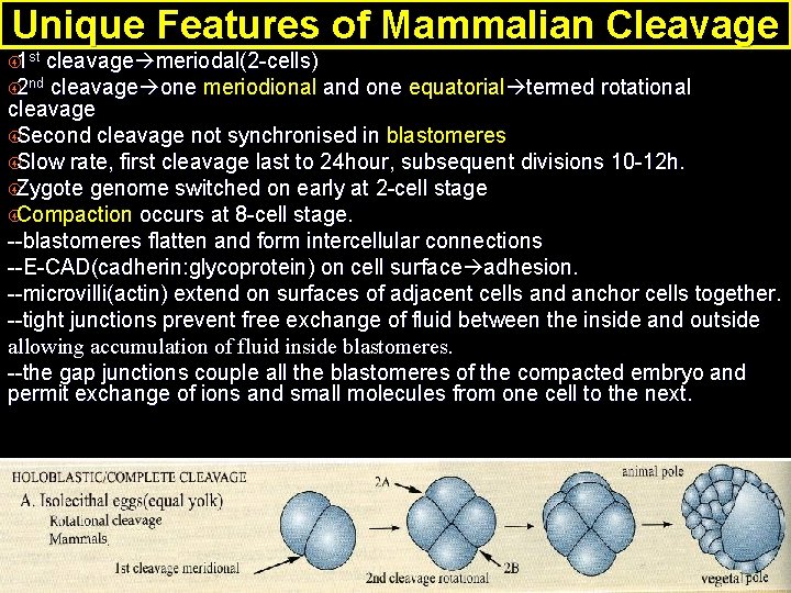 Unique Features of Mammalian Cleavage 1 st cleavage meriodal(2 -cells) 2 nd cleavage one