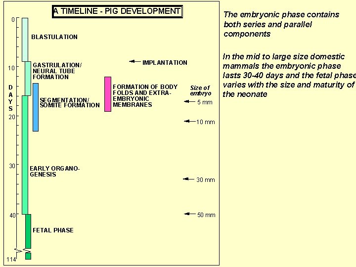 A TIMELINE - PIG DEVELOPMENT The embryonic phase contains both series and parallel components