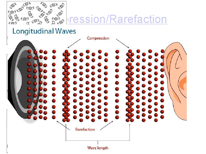 Compression/Rarefaction • Compression: upward movement, tight air molecules • Rarefaction: downward movement, loose molecules