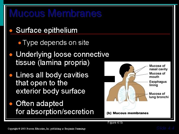 Mucous Membranes · Surface epithelium · Type depends on site · Underlying loose connective