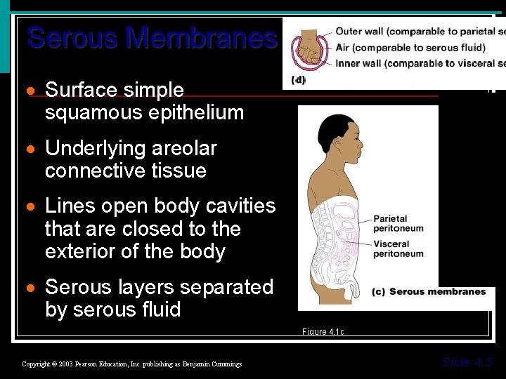 Serous Membranes · Surface simple squamous epithelium · Underlying areolar connective tissue · Lines