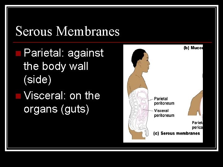 Serous Membranes n Parietal: against the body wall (side) n Visceral: on the organs