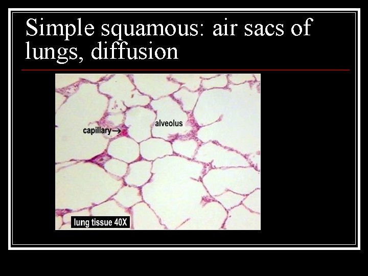 Simple squamous: air sacs of lungs, diffusion 