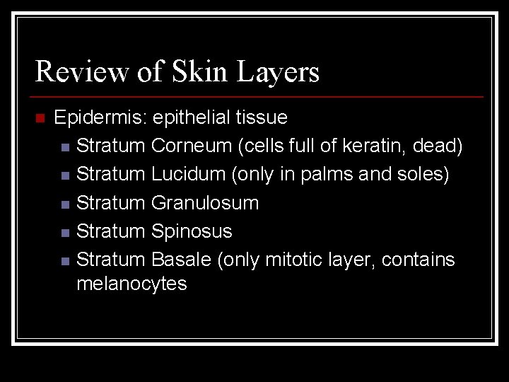 Review of Skin Layers n Epidermis: epithelial tissue n Stratum Corneum (cells full of