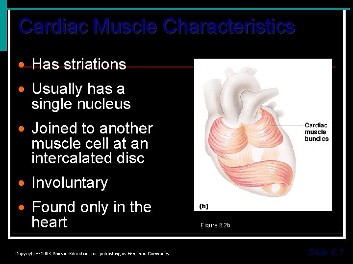 Cardiac Muscle Characteristics · Has striations · Usually has a single nucleus · Joined