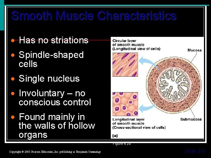 Smooth Muscle Characteristics · Has no striations · Spindle-shaped cells · Single nucleus ·