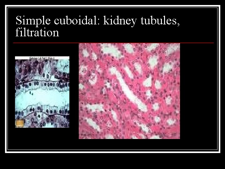 Simple cuboidal: kidney tubules, filtration 