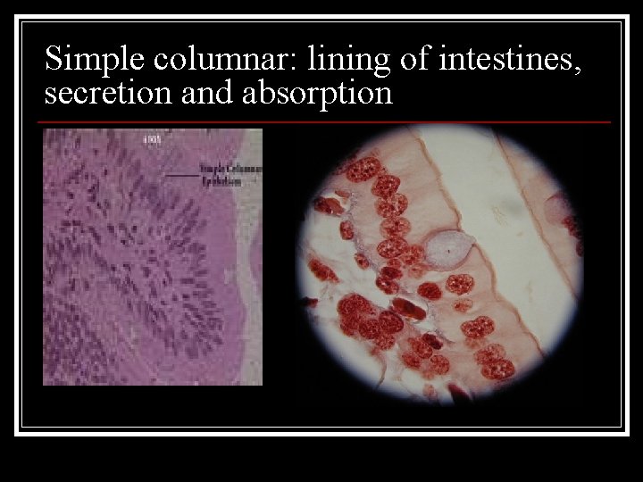 Simple columnar: lining of intestines, secretion and absorption 
