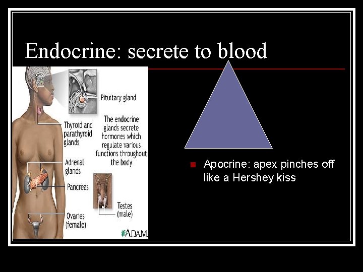 Endocrine: secrete to blood n Apocrine: apex pinches off like a Hershey kiss 