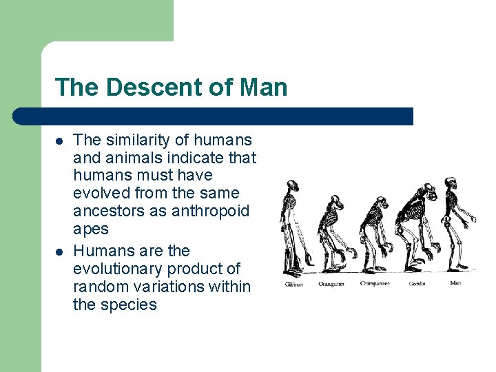 The Descent of Man l l The similarity of humans and animals indicate that