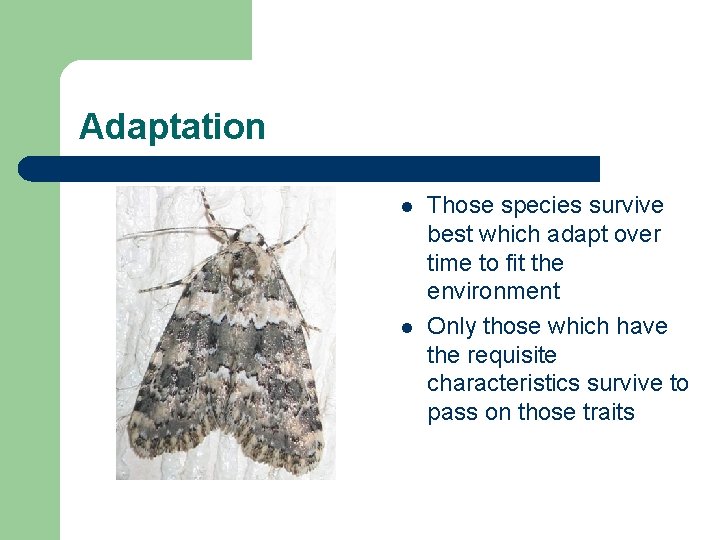 Adaptation l l Those species survive best which adapt over time to fit the