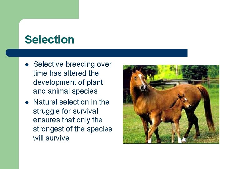 Selection l l Selective breeding over time has altered the development of plant and
