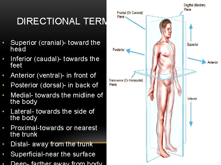 DIRECTIONAL TERMS • Superior (cranial)- toward the head • Inferior (caudal)- towards the feet