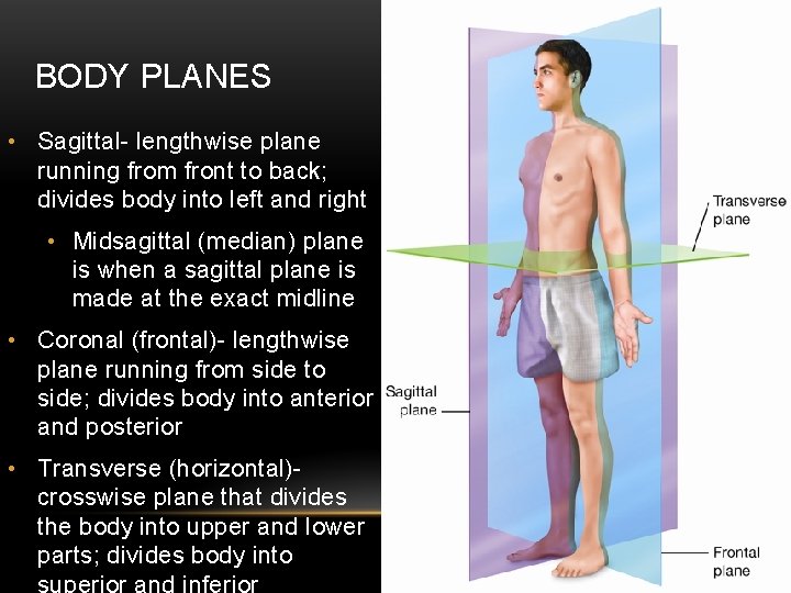 BODY PLANES • Sagittal- lengthwise plane running from front to back; divides body into