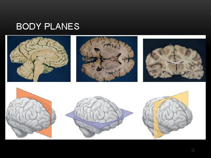 BODY PLANES (a) (b) (c) 13 