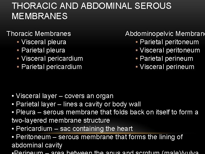 THORACIC AND ABDOMINAL SEROUS MEMBRANES Thoracic Membranes • Visceral pleura • Parietal pleura •