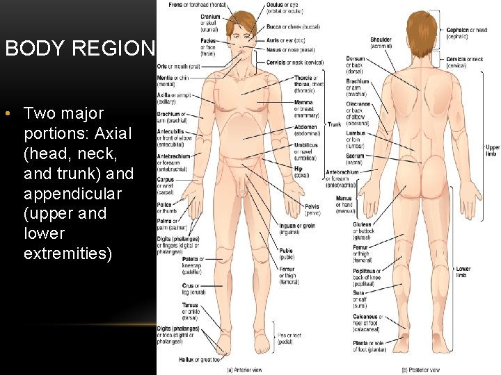 BODY REGIONS • Two major portions: Axial (head, neck, and trunk) and appendicular (upper