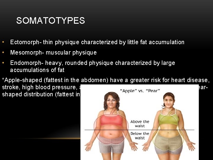 SOMATOTYPES • Ectomorph- thin physique characterized by little fat accumulation • Mesomorph- muscular physique