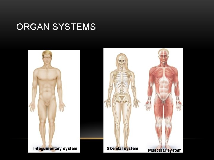ORGAN SYSTEMS Integumentary system Skeletal system Muscular system 