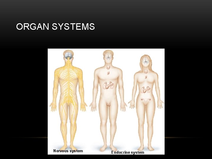 ORGAN SYSTEMS Nervous system Endocrine system 