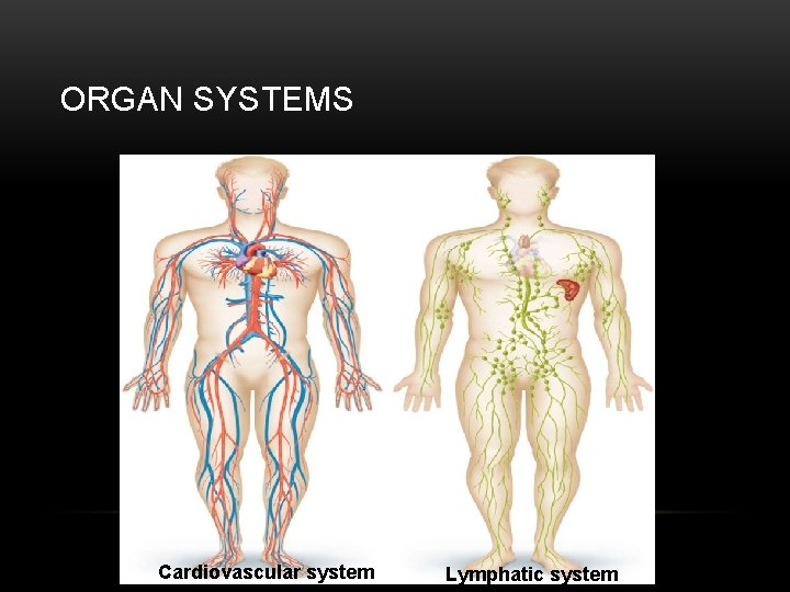 ORGAN SYSTEMS Cardiovascular system Lymphatic system 