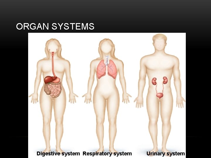 ORGAN SYSTEMS Digestive system Respiratory system Urinary system 