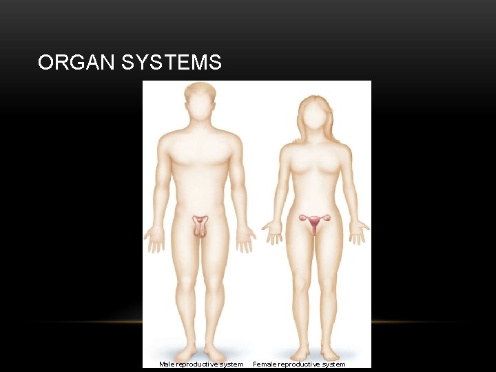 ORGAN SYSTEMS Male reproductive system Female reproductive system 