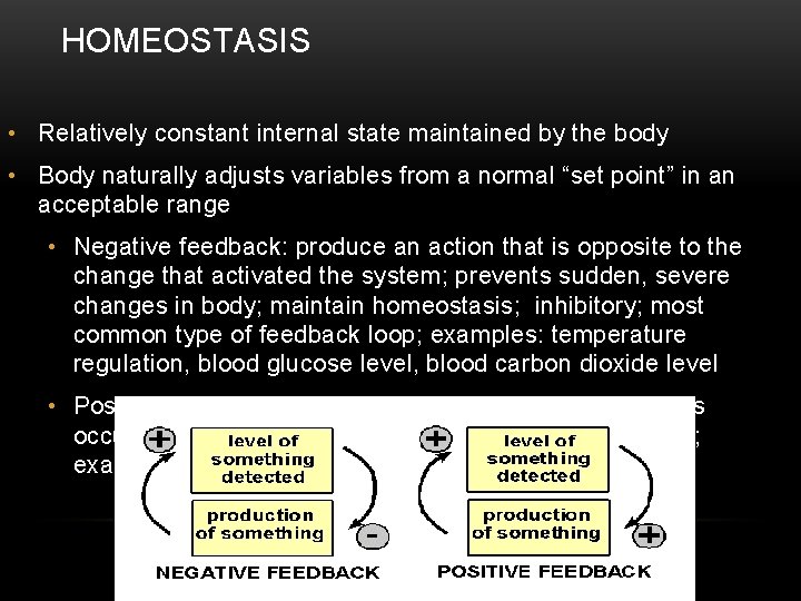 HOMEOSTASIS • Relatively constant internal state maintained by the body • Body naturally adjusts
