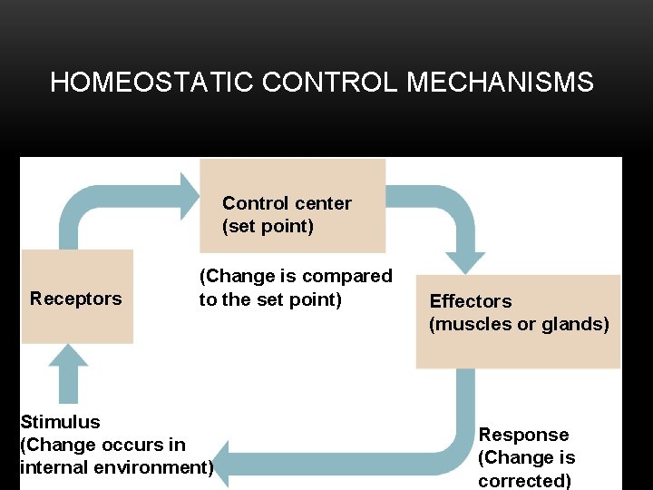 HOMEOSTATIC CONTROL MECHANISMS Control center (set point) Receptors (Change is compared to the set