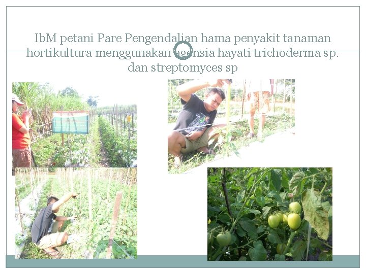 Ib. M petani Pare Pengendalian hama penyakit tanaman hortikultura menggunakan agensia hayati trichoderma sp.