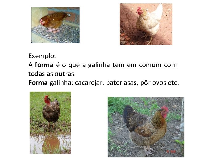 Exemplo: A forma é o que a galinha tem em comum com todas as