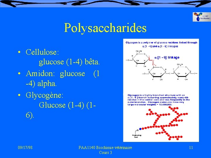 Polysaccharides • Cellulose: glucose (1 -4) bêta. • Amidon: glucose (1 -4) alpha. •