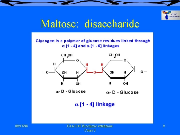 Maltose: disaccharide 09/17/98 PAA 1140 Biochimie vétérinaire Cours 3 9 