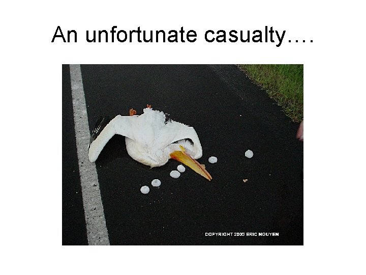 An unfortunate casualty…. 