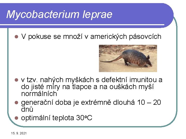 Mycobacterium leprae l V pokuse se množí v amerických pásovcích v tzv. nahých myškách