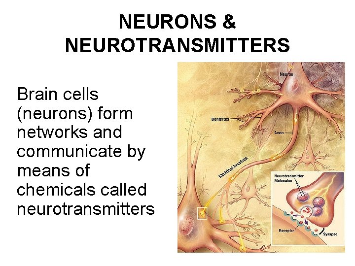 NEURONS & NEUROTRANSMITTERS Brain cells (neurons) form networks and communicate by means of chemicals