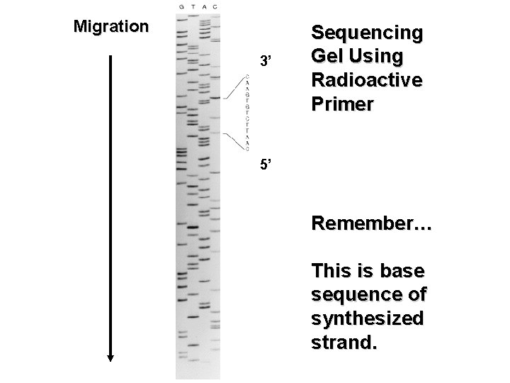 Migration 3’ Sequencing Gel Using Radioactive Primer 5’ Remember… This is base sequence of