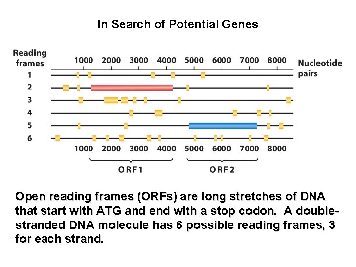 In Search of Potential Genes Open reading frames (ORFs) are long stretches of DNA