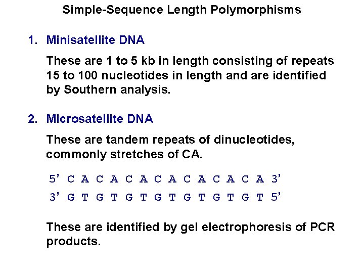 Simple-Sequence Length Polymorphisms 1. Minisatellite DNA These are 1 to 5 kb in length
