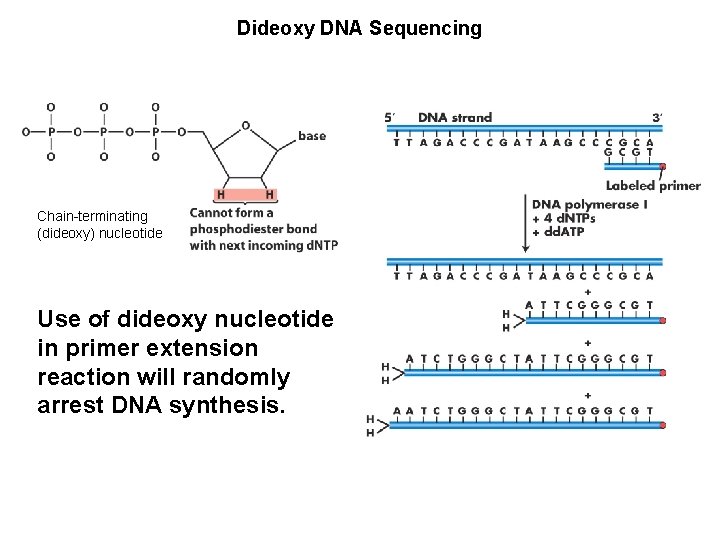 Dideoxy DNA Sequencing Chain-terminating (dideoxy) nucleotide Use of dideoxy nucleotide in primer extension reaction