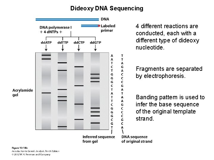 Dideoxy DNA Sequencing 4 different reactions are conducted, each with a different type of