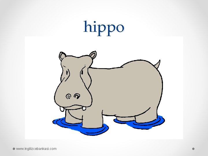 hippo www. ingilizcebankasi. com 