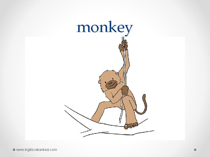 monkey www. ingilizcebankasi. com 