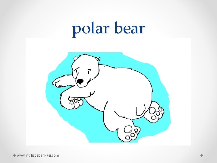 polar bear www. ingilizcebankasi. com 