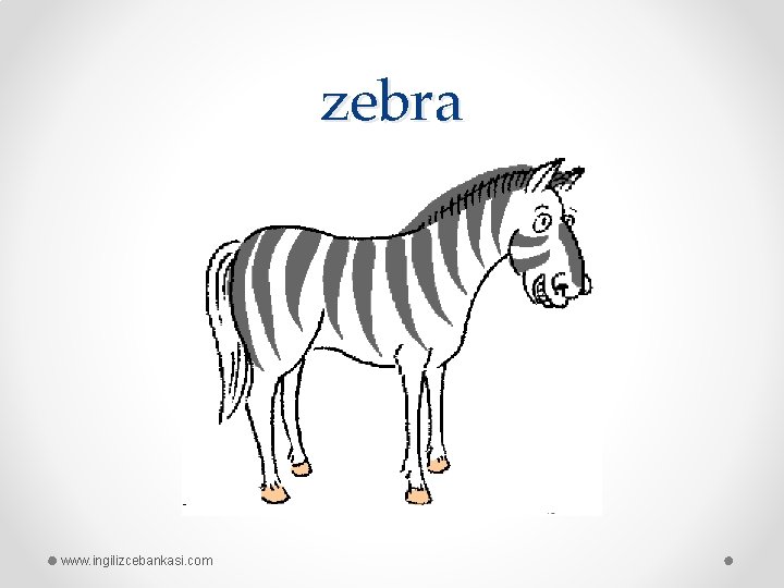 zebra www. ingilizcebankasi. com 