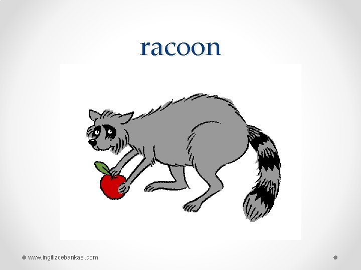 racoon www. ingilizcebankasi. com 