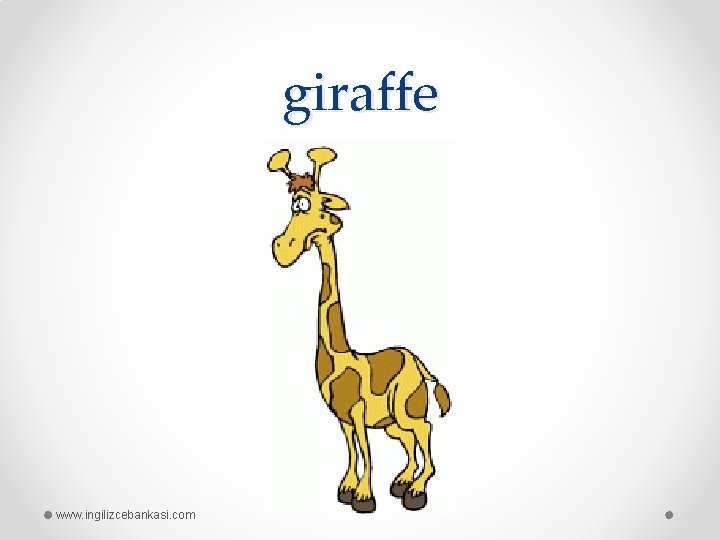 giraffe www. ingilizcebankasi. com 