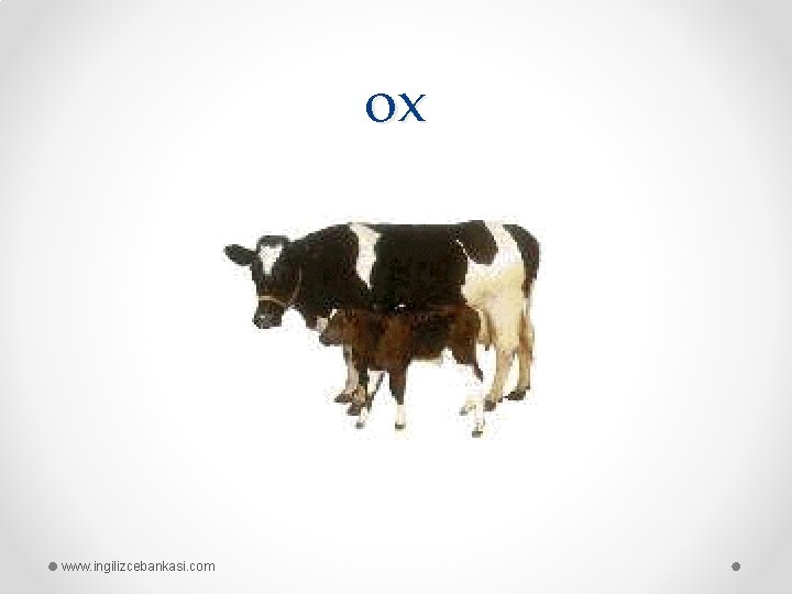 ox www. ingilizcebankasi. com 